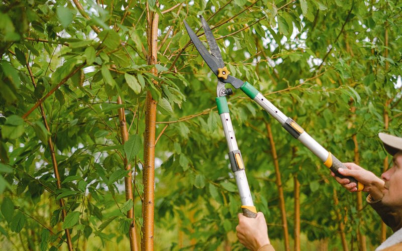 Tree trimming in Dunreith, IN
